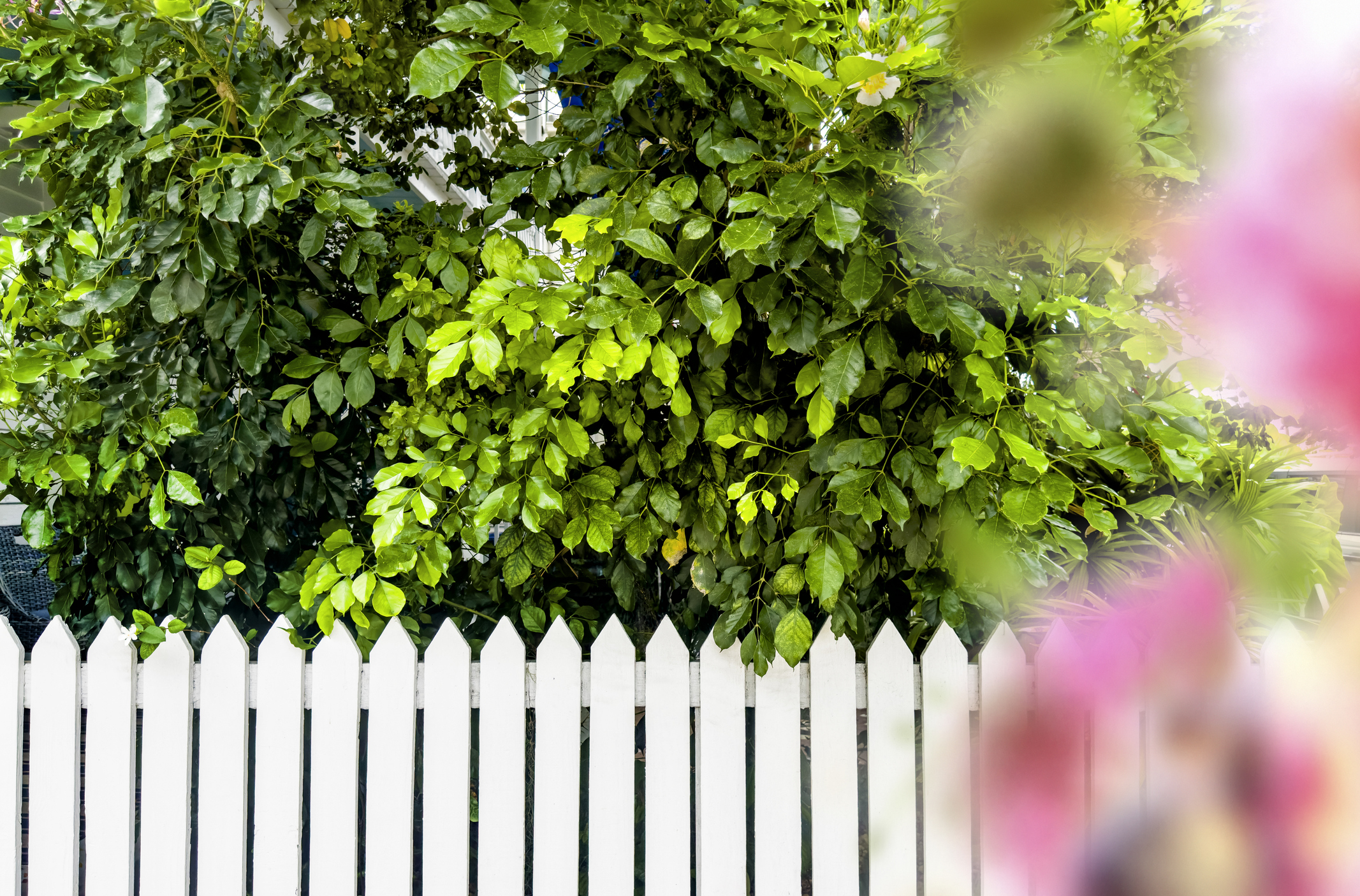 A white picket fence with a large hedge behind it, a blurry pink flower sits just off to the side of the picture.