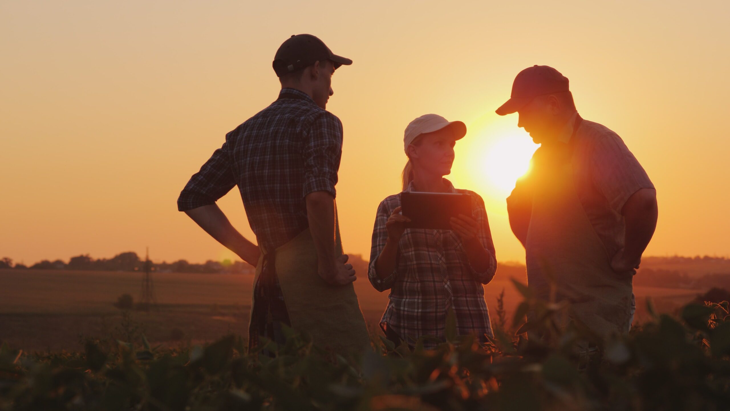 Three farmers stand in a field, they are silhouettes against a setting sun backdrop. They are in discussion.