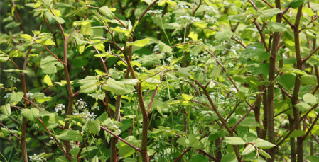 Image for Japanese Knotweed disputes: When invasive plants trigger legal claims between neighbours